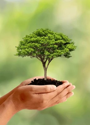 Tree in Hands